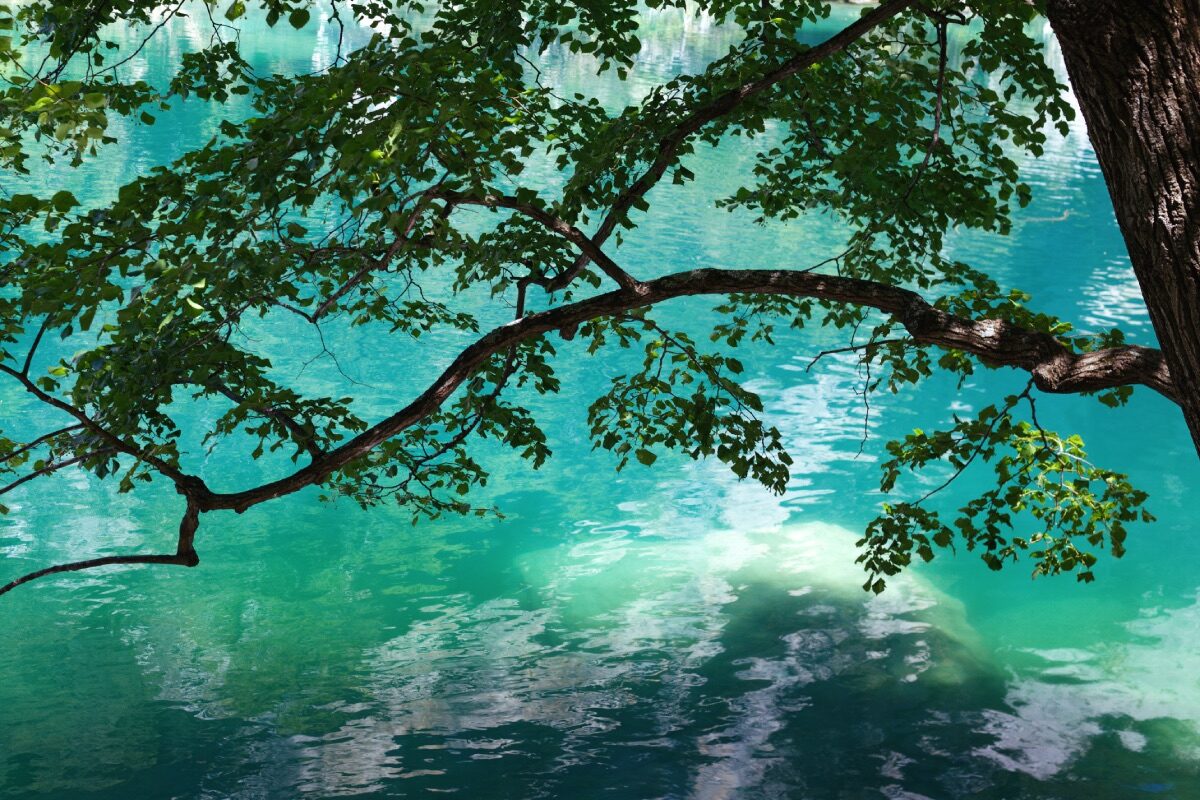 Nature photography