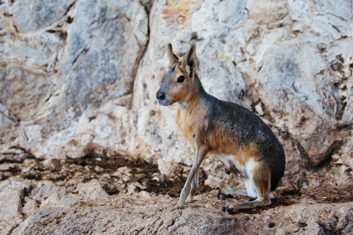 ANIMAL Patagonian mara