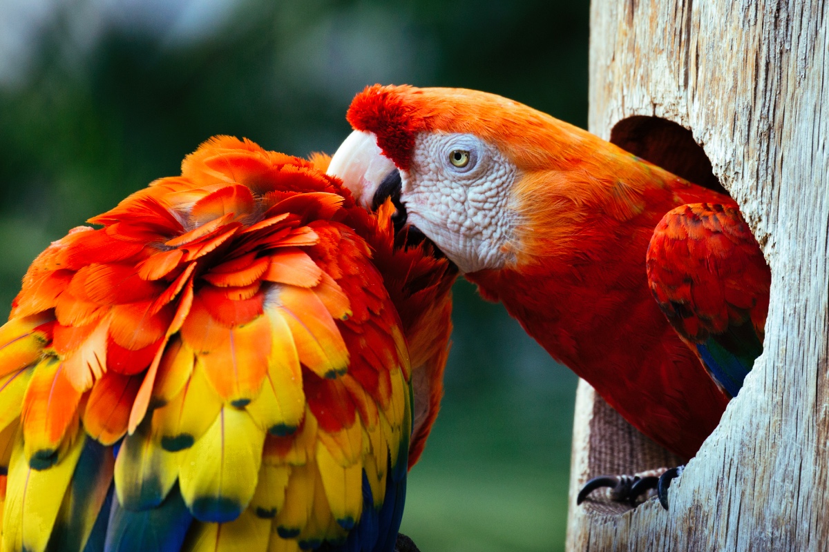 Animals photography