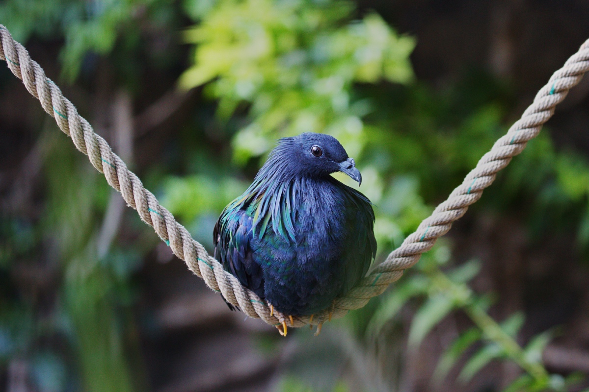 Nicobar pigeon Animals photographer