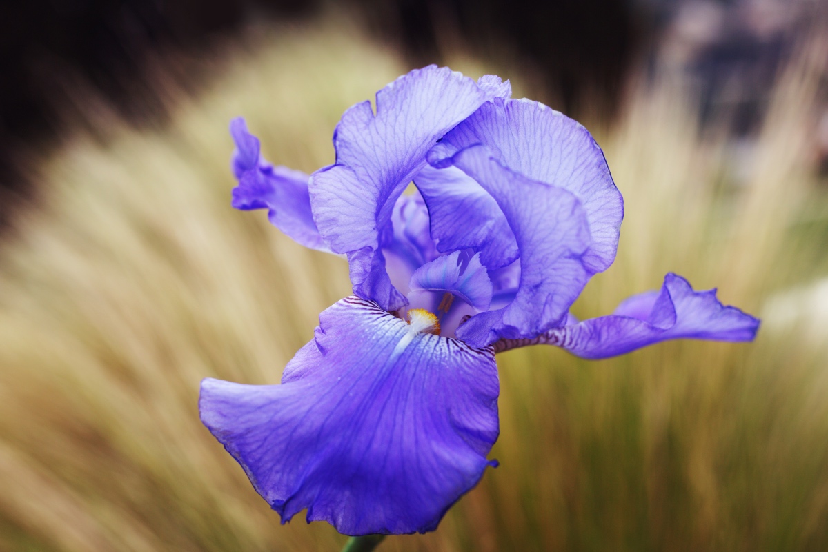 Blue iris Travel nature photography